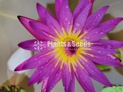 Water Lily