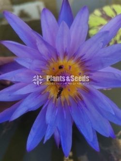 Water Lily