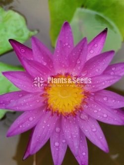 Water Lily