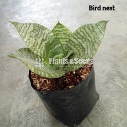 Birds nest