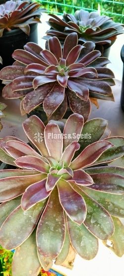 Succulent Plants with Pot