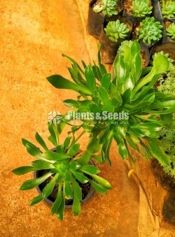 Aeonium Plant