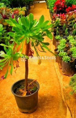 Aeonium Plant
