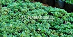 SENECIO Plants