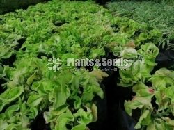 Outdoor Plants
