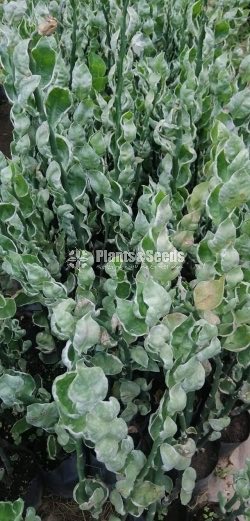 Outdoor Plants