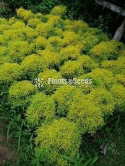 Outdoor Plants