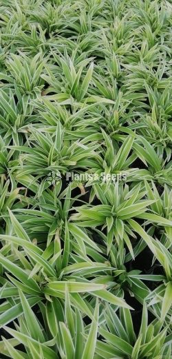 Outdoor Plants
