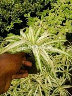 Outdoor Plants