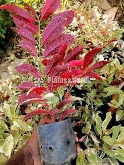 Outdoor Plants