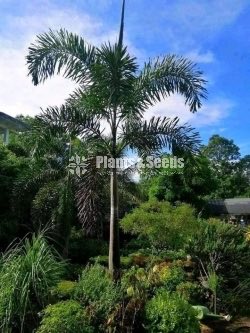 Outdoor Plants