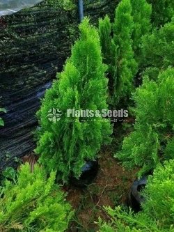 Outdoor Plants