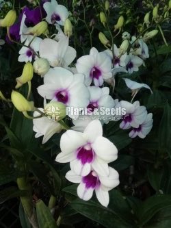 Dendrobium Orchids