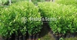 කරාබුනැටි(Clove Plants)