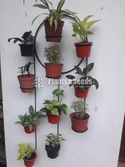 Plant Hanger