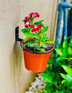මල් බඳුන් රඳවනය(Flower Holder)