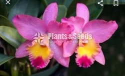 Catliya Orchids 