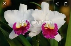 Catliya Orchids 