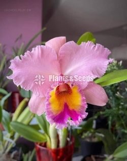 Catliya Orchids 