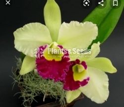Catliya Orchids 