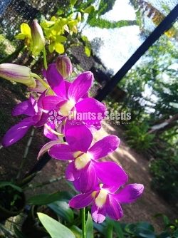 Dendrobium Orchids