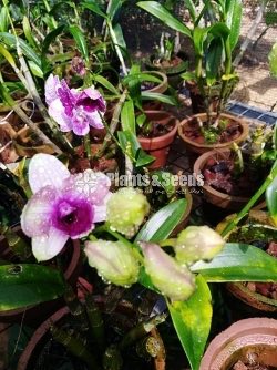 Dendrobium Orchids
