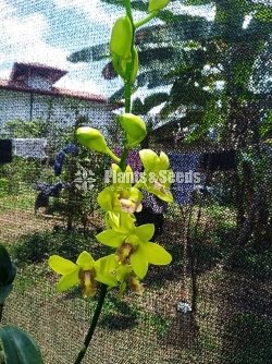 Dendrobium Orchids