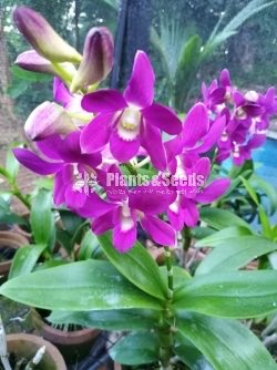 Dendrobium Orchids