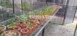 Orchids Pots