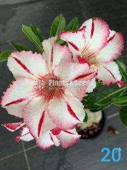 Bangkok Adenium 