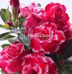 Bangkok Adenium 