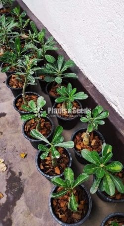 Bangkok Adenium 