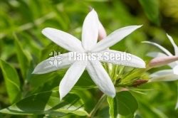  Jasmin