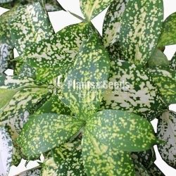 DRACAENA SURCULOSA