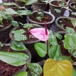 Rapido Anthurium