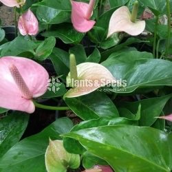 Pink Champion top cut with Flower