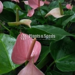 Pink Champion top cut with Flower