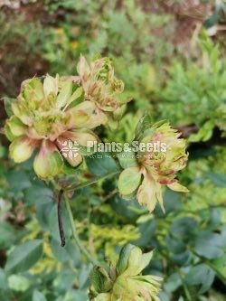 Green Roses 
