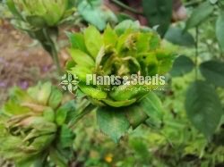 Green Roses 