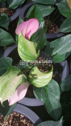 Bankok Anthurium