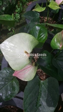Bankok Anthurium