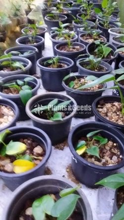 Anthurium Collection