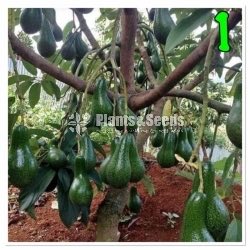 Fruit Plants