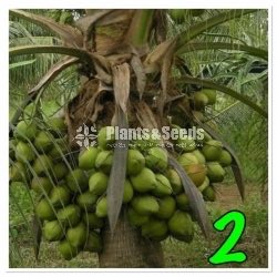 Fruit Plants