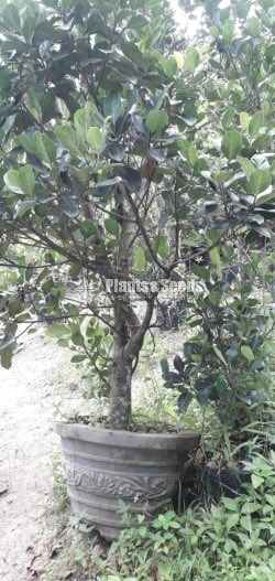Fruit Plants