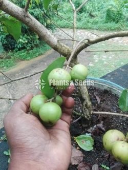 Fruit Plants
