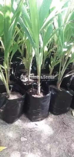 Fruit Plants