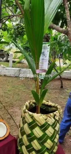 Fruit Plants