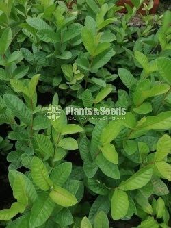 Fruit Plants