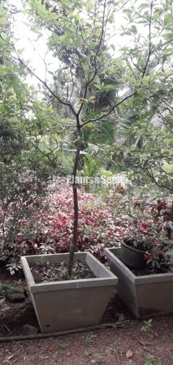 Fruit Plants